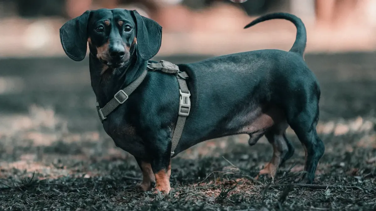 Dog wearing a harness
