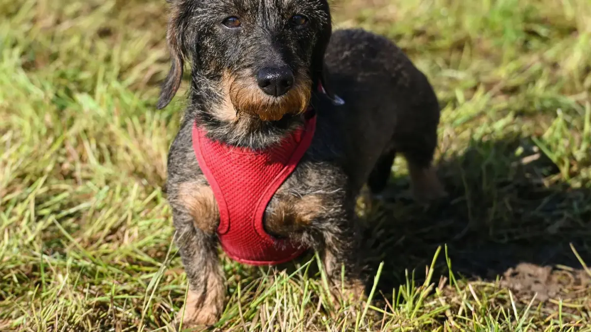 Dog wearing a harness