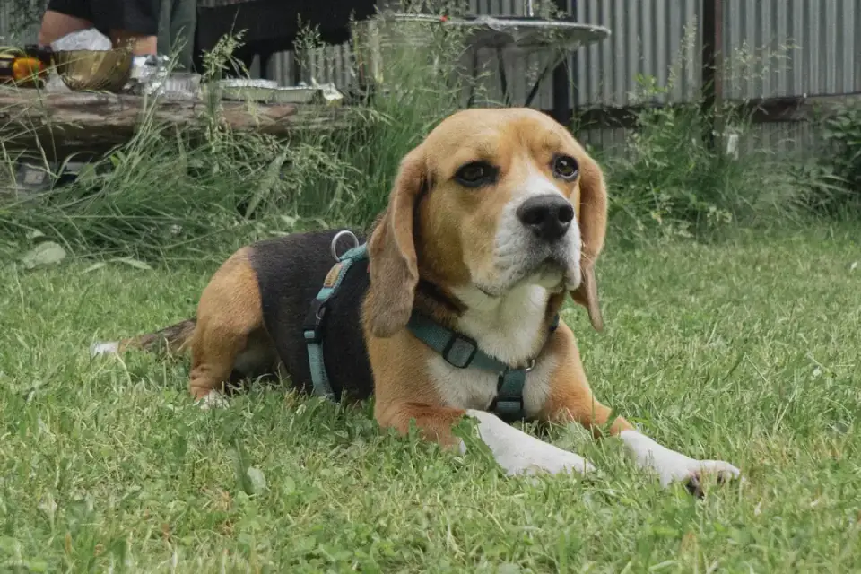 Dog wearing a harness