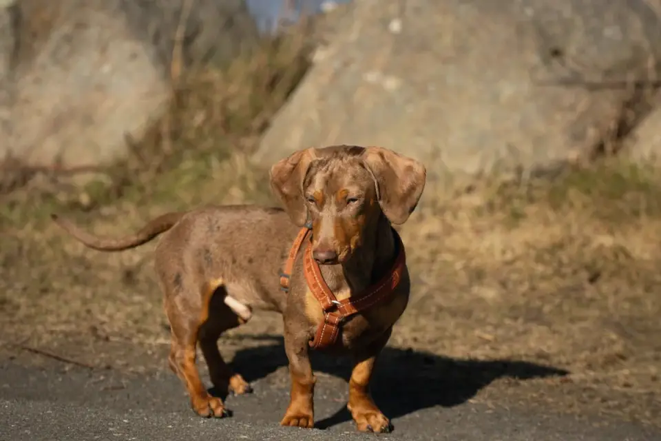 Dog wearing a harness