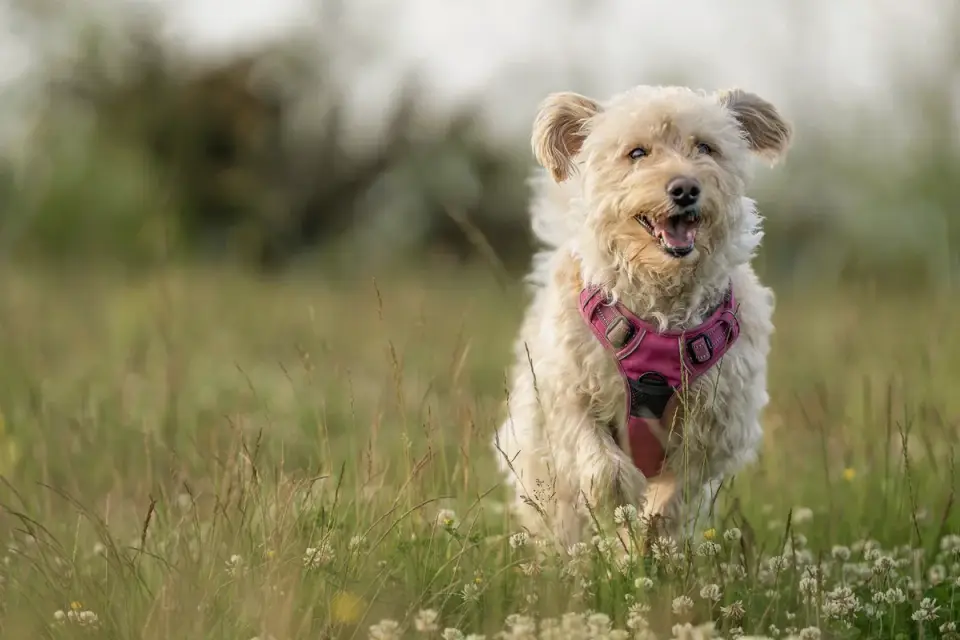 Dog wearing a harness