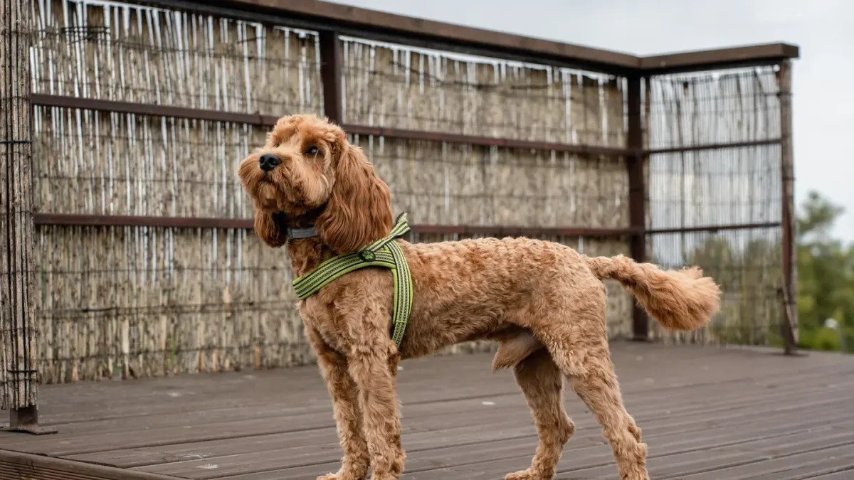 Dog wearing a harness