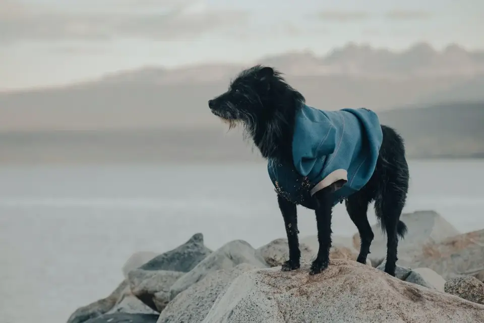 Dog wearing boots