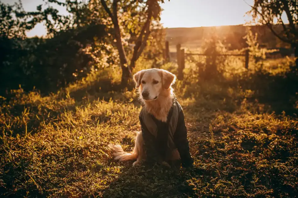 Dog wearing boots