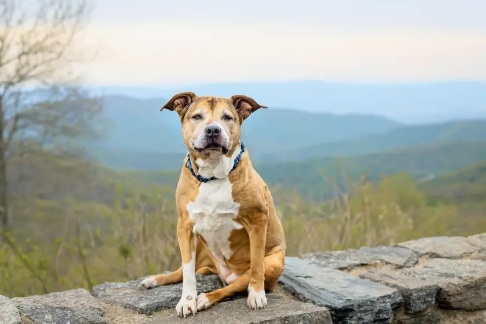 Dog wearing boots
