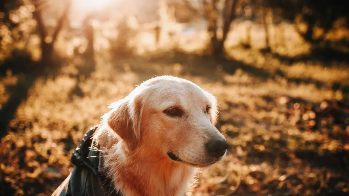Dog wearing boots