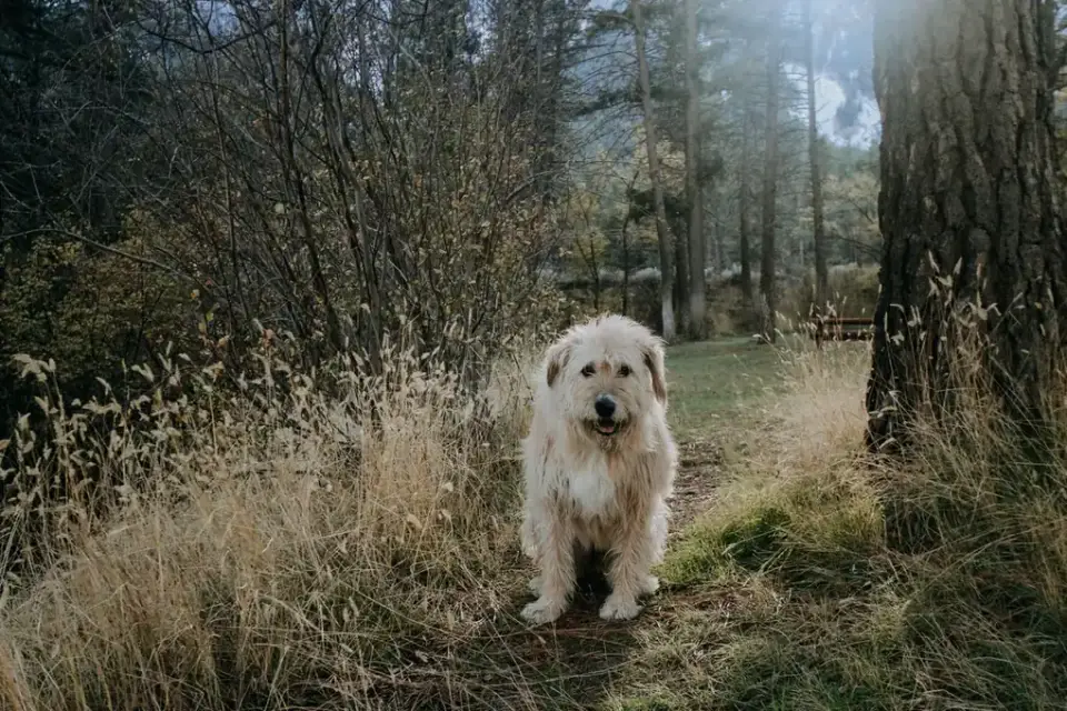 Dog wearing boots