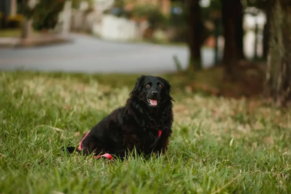 Dog wearing boots