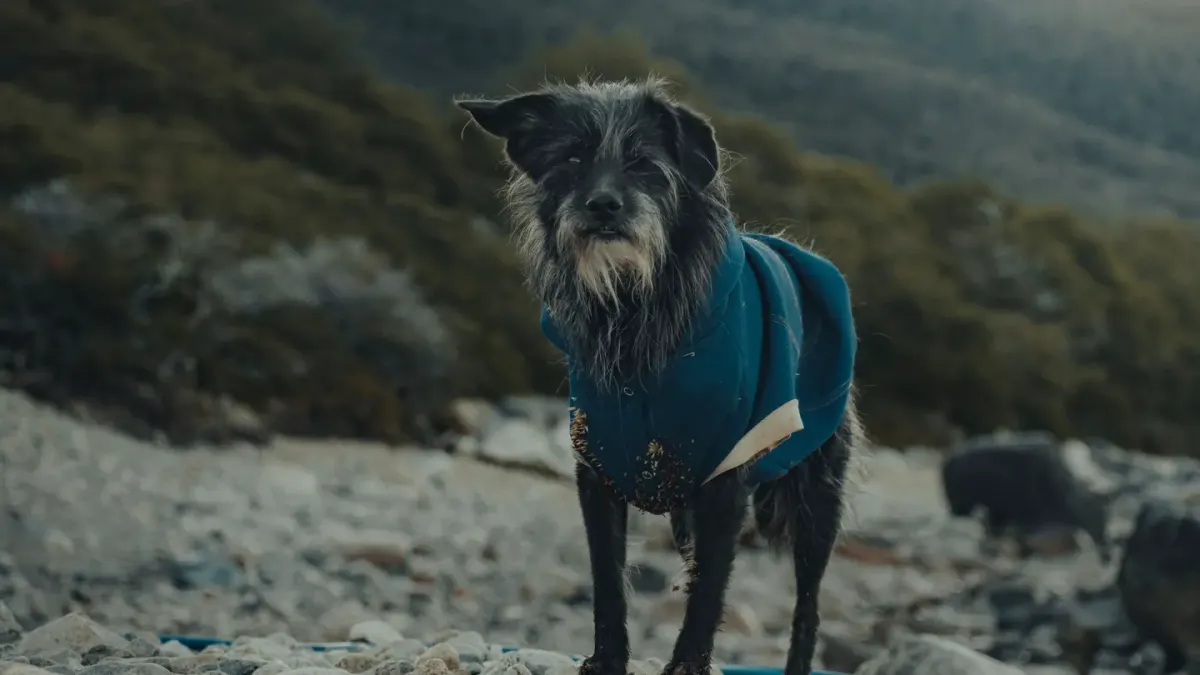 Dog wearing boots