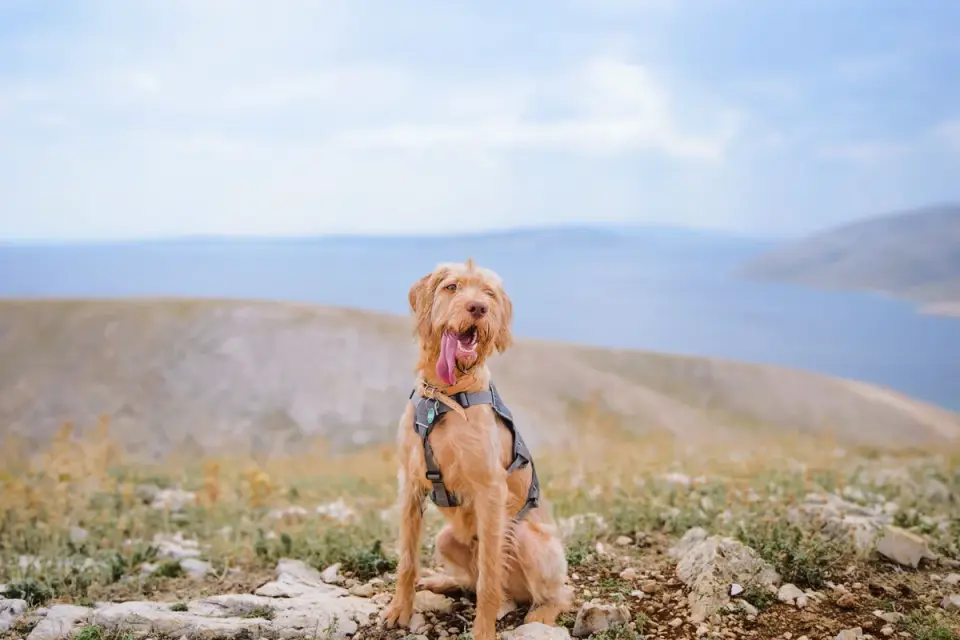 Dog wearing boots