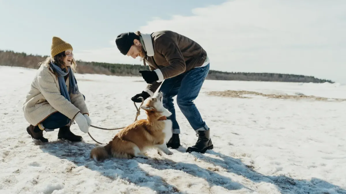 Dog wearing boots