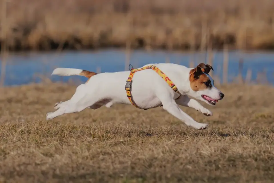 Dog wearing harness outdoors