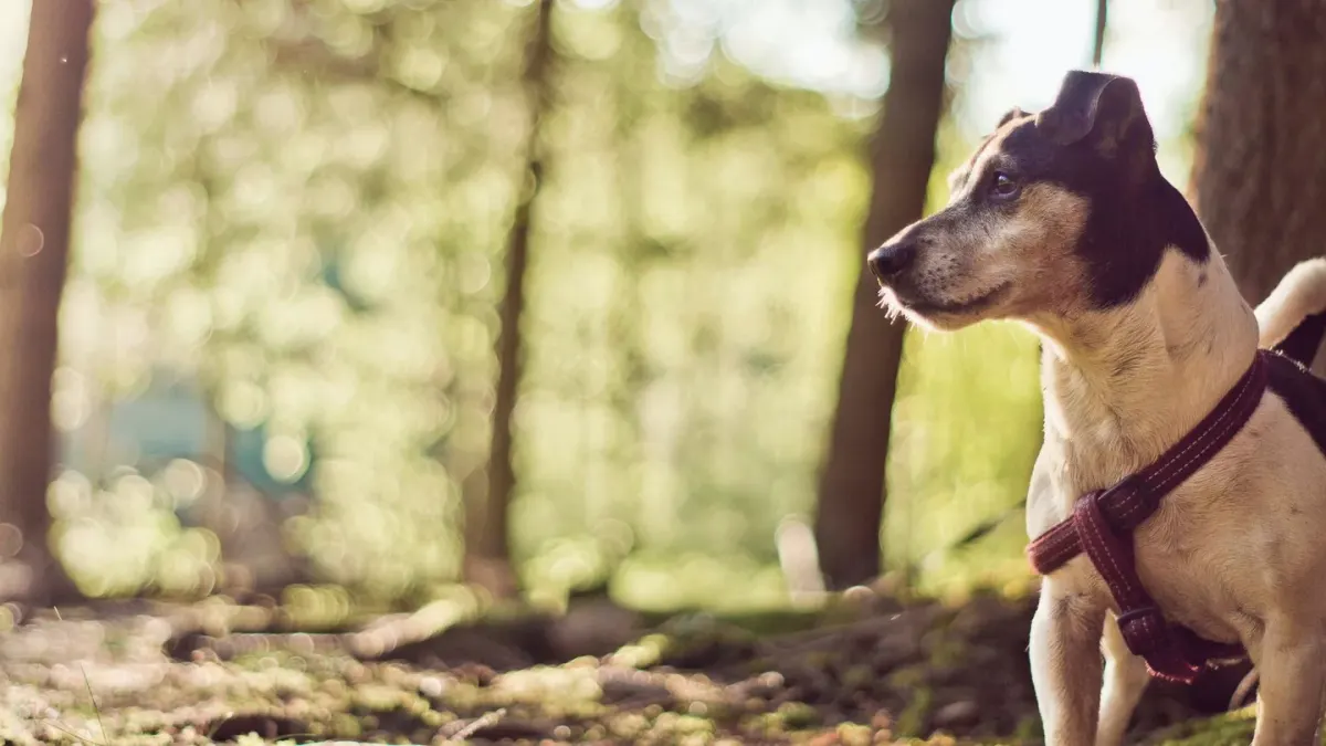 Dog wearing harness outdoors