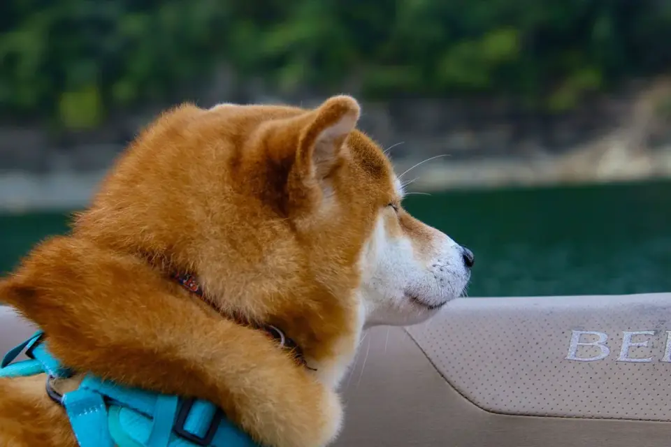 Dog wearing harness outdoors