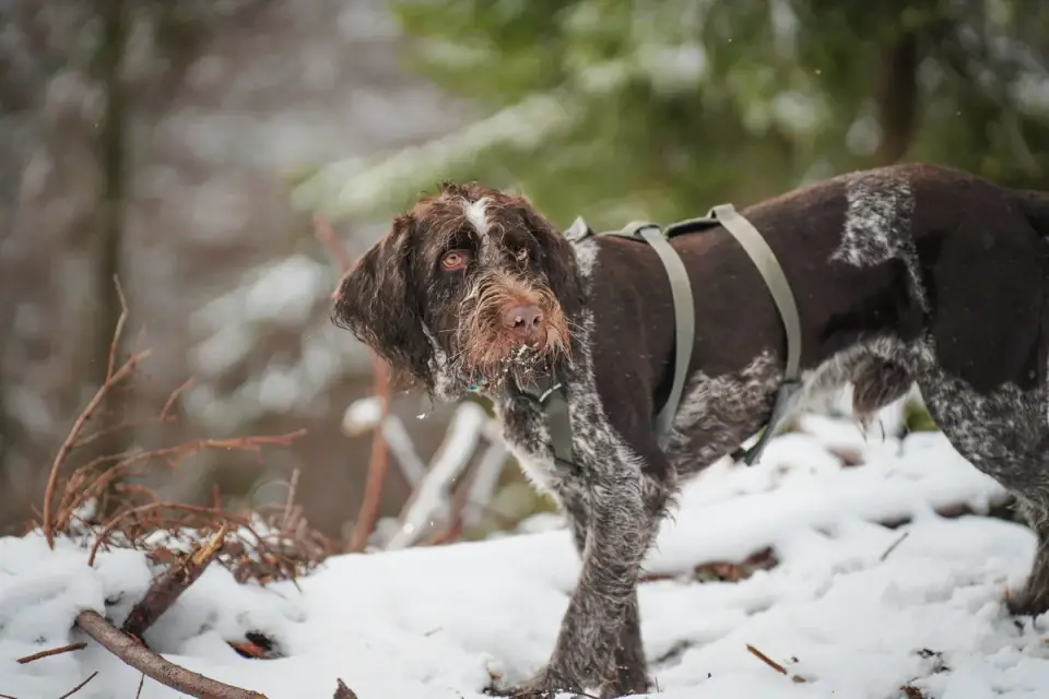 Dog wearing harness outdoors