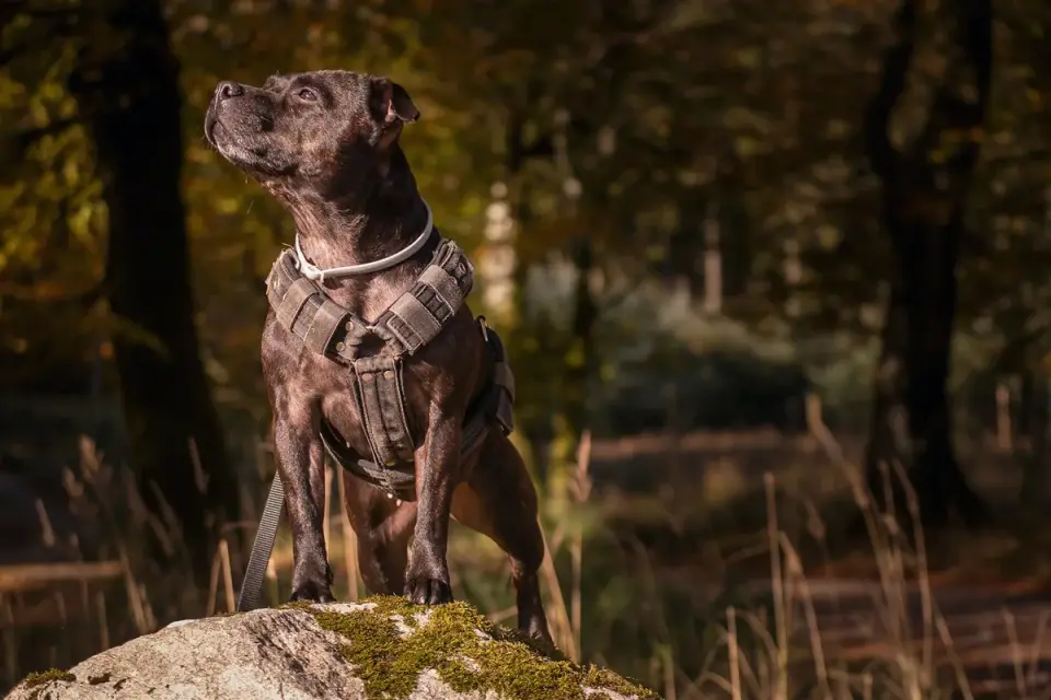 Dog wearing harness outdoors