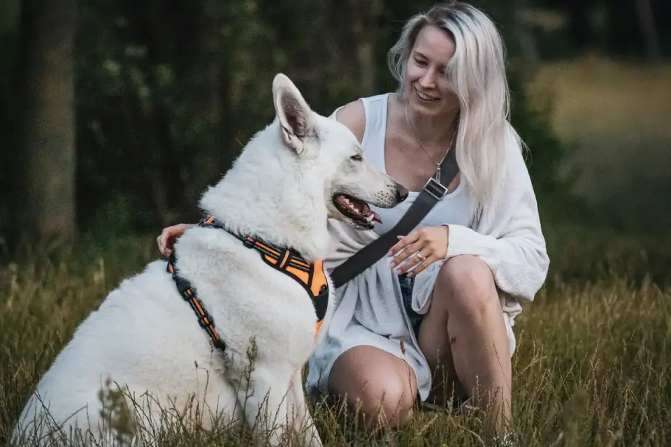 Dog wearing harness outdoors