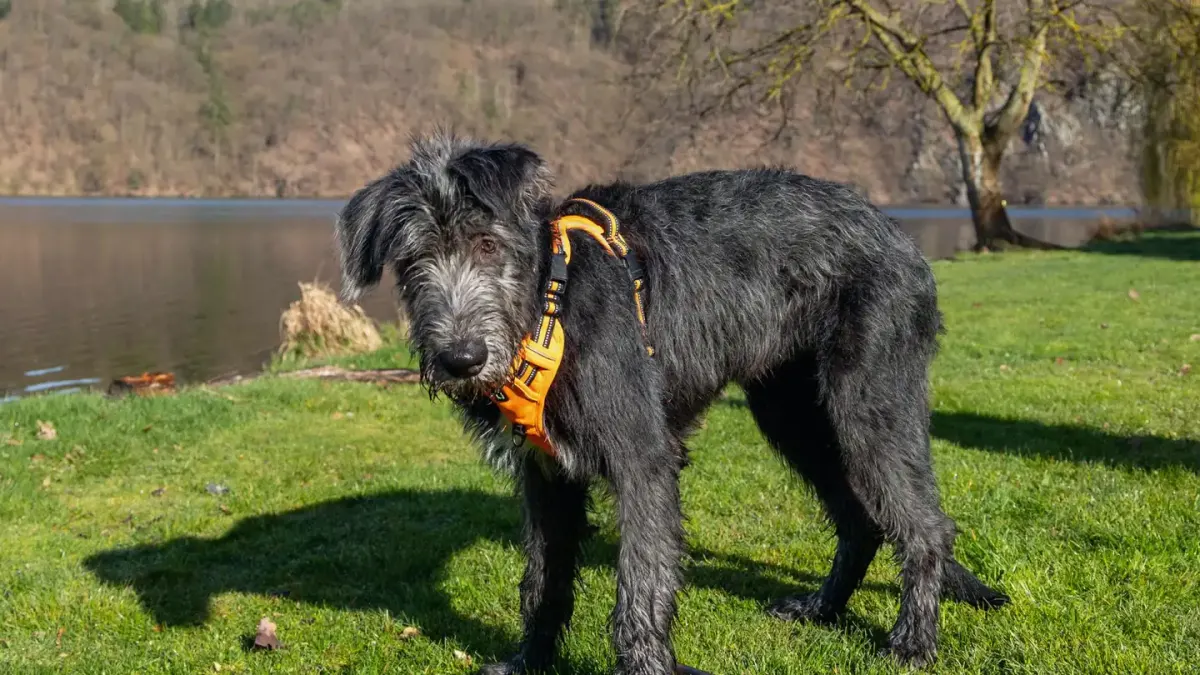 Dog wearing harness outdoors