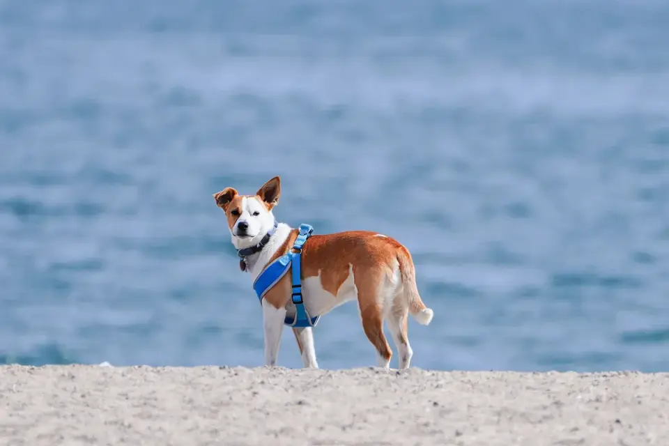 Dog wearing harness outdoors