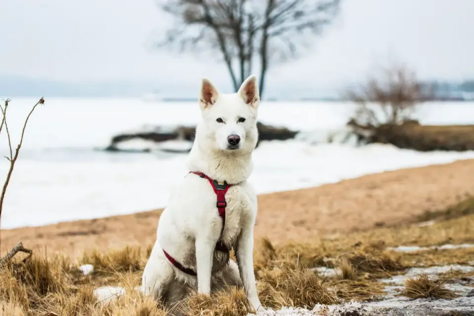 Dog wearing harness outdoors
