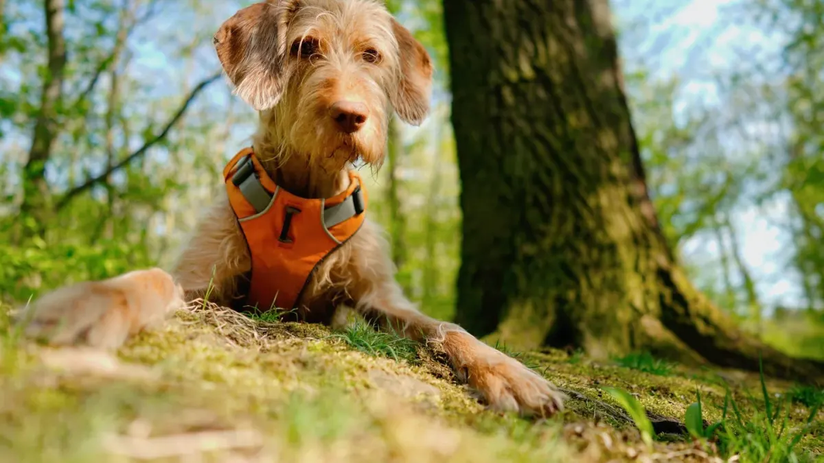 Dog wearing harness outdoors