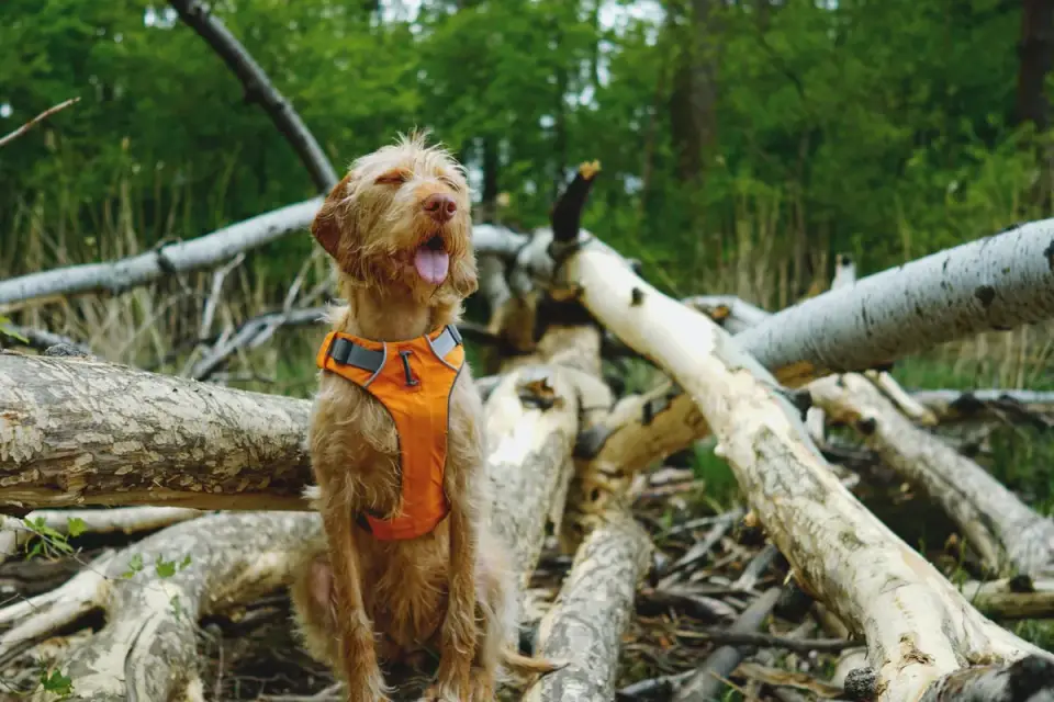 Dog wearing harness outdoors