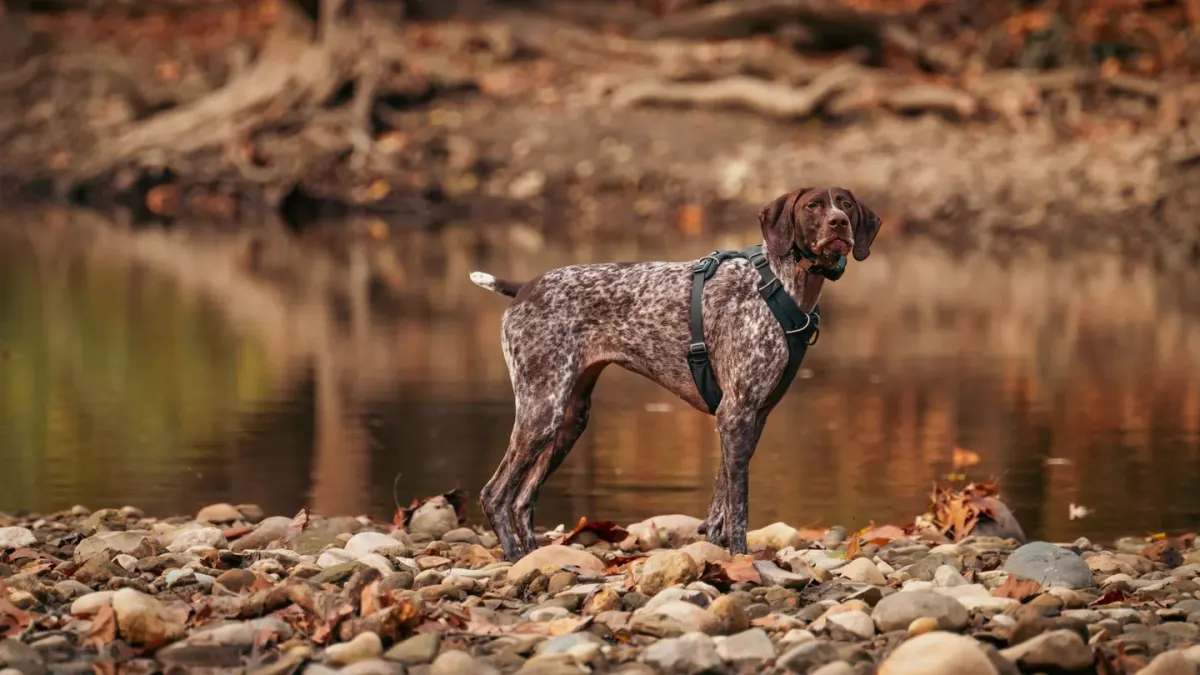 Dog wearing harness outdoors