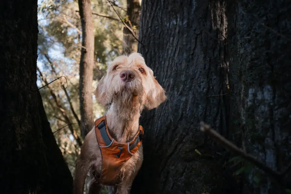 Dog wearing harness outdoors
