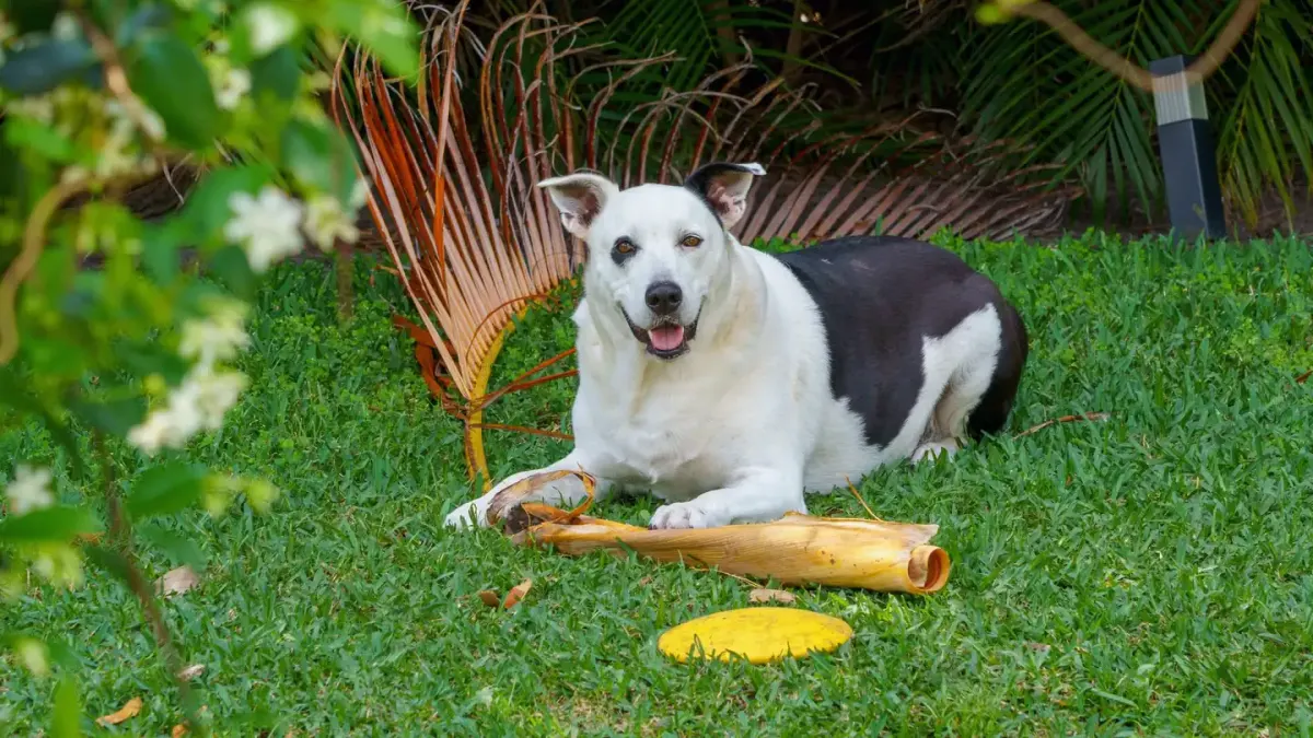 Dog with a rubber toy