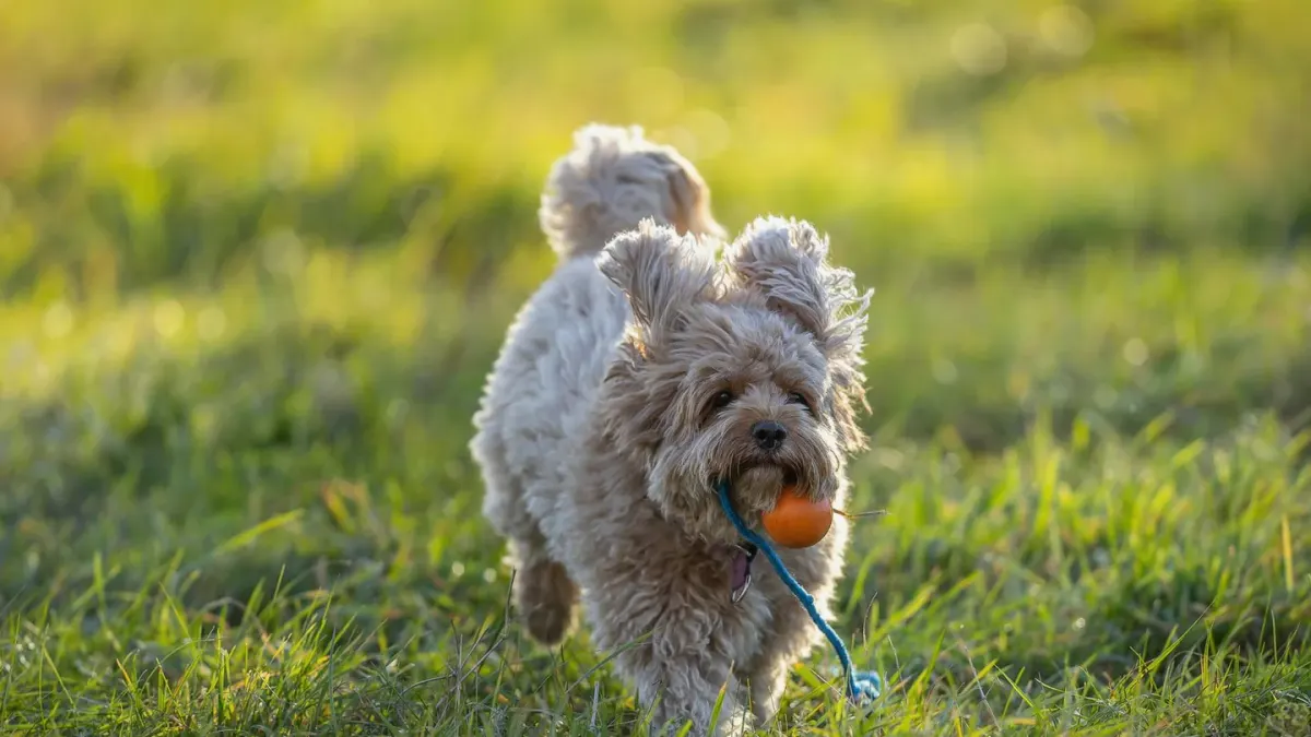 Dog with a rubber toy