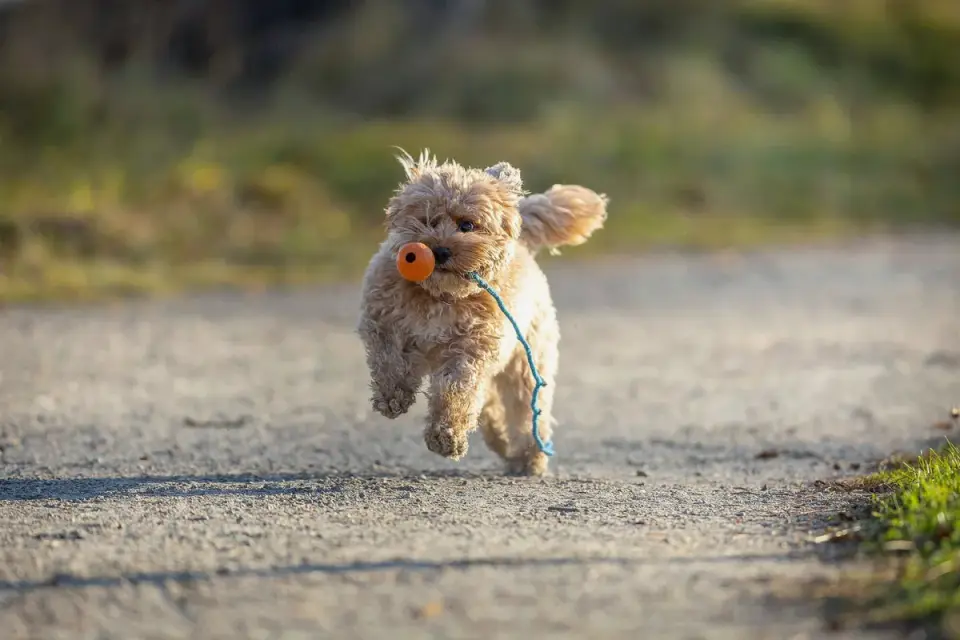 Dog with a rubber toy