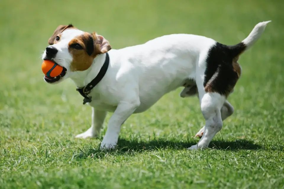 Dog with a rubber toy