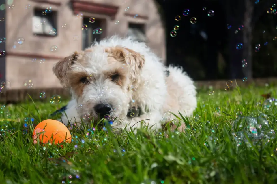 Dog with a rubber toy