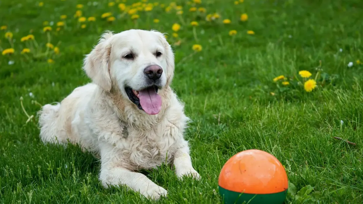 Dog with a rubber toy