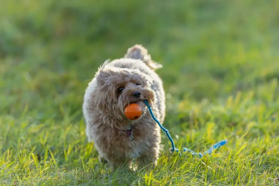 Dog with a rubber toy