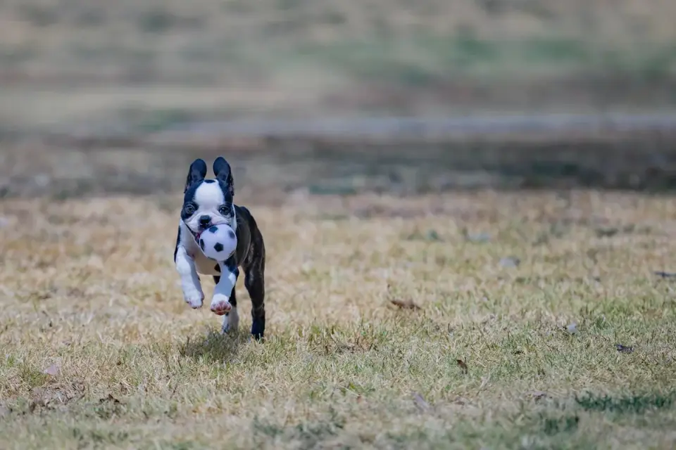 Dog with a rubber toy