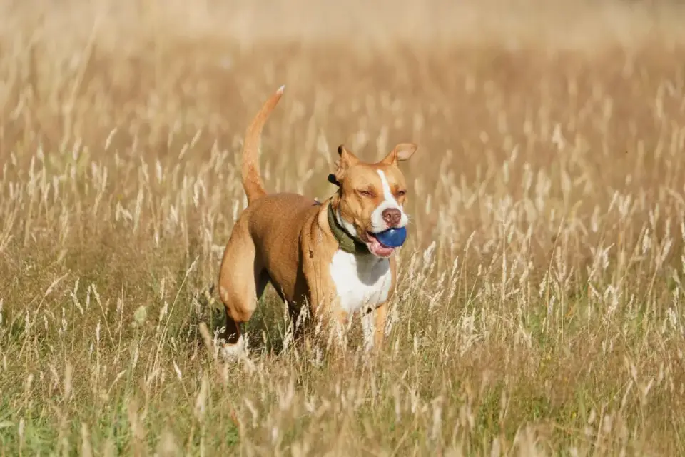 Dog with a rubber toy