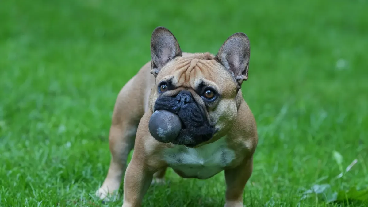 Dog with a rubber toy