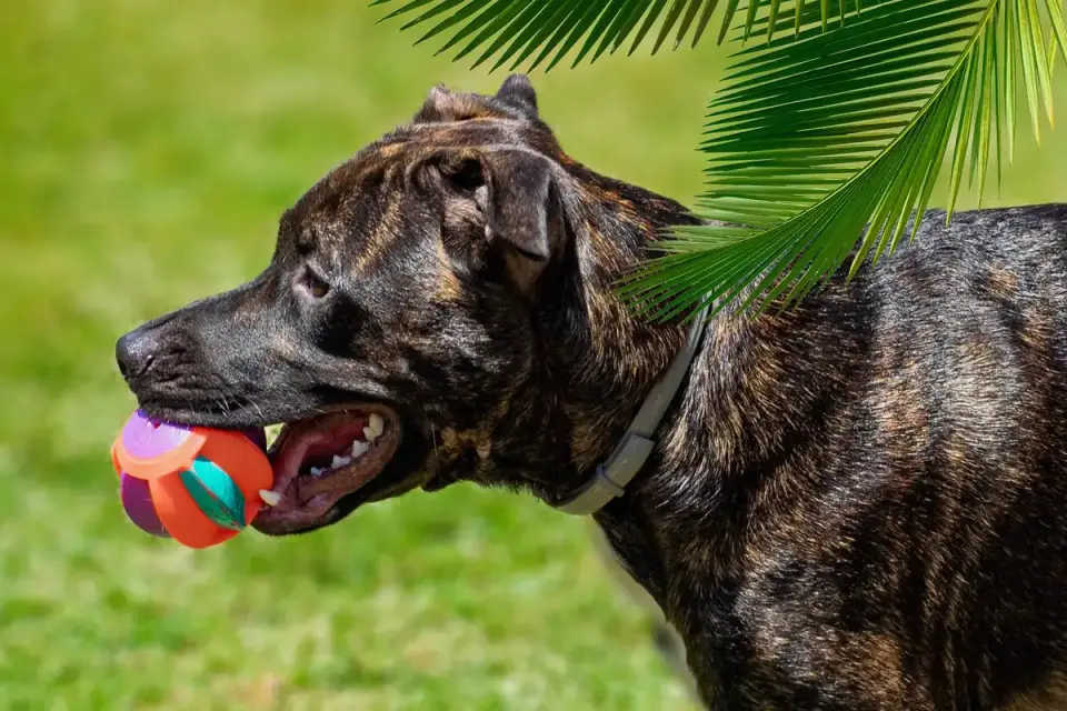 Dog with a rubber toy