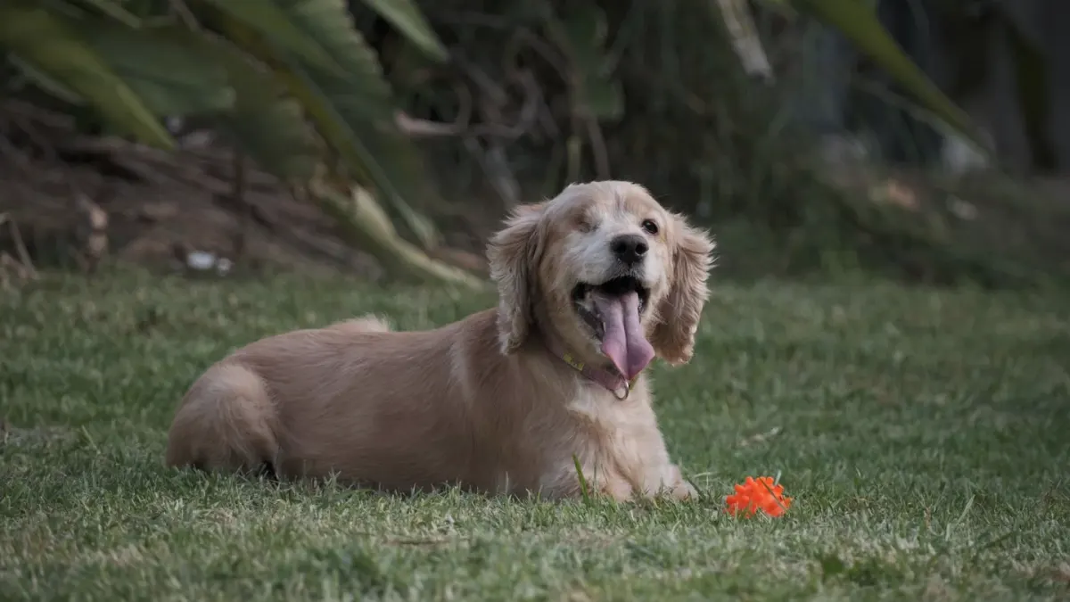 Dog with a rubber toy