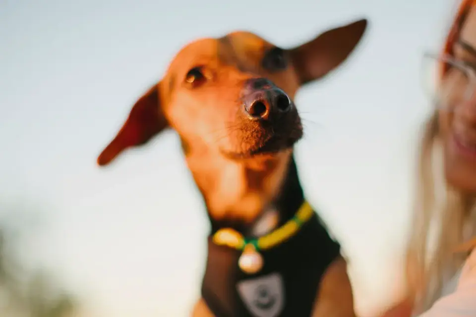 Dog with an owner at home