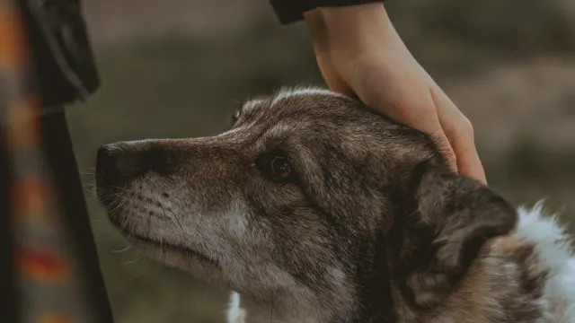 Dog with an owner at home
