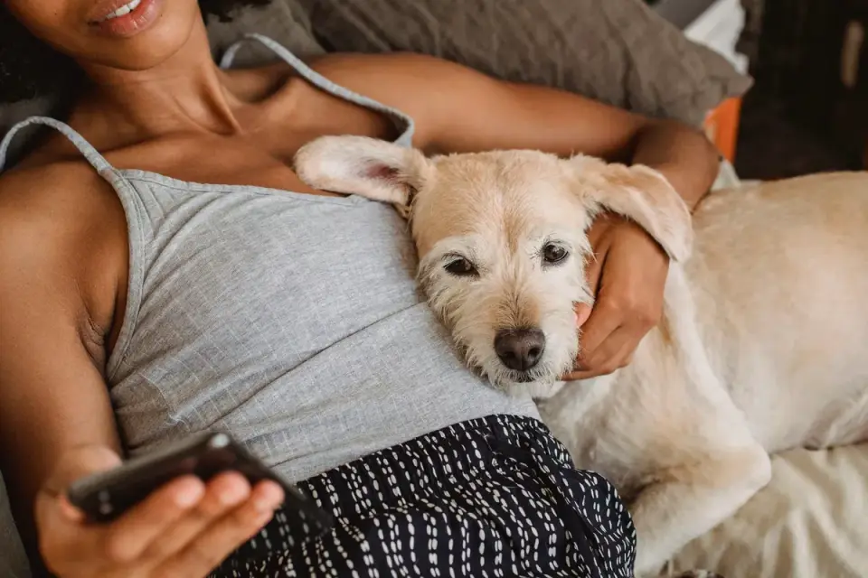 Dog with an owner at home