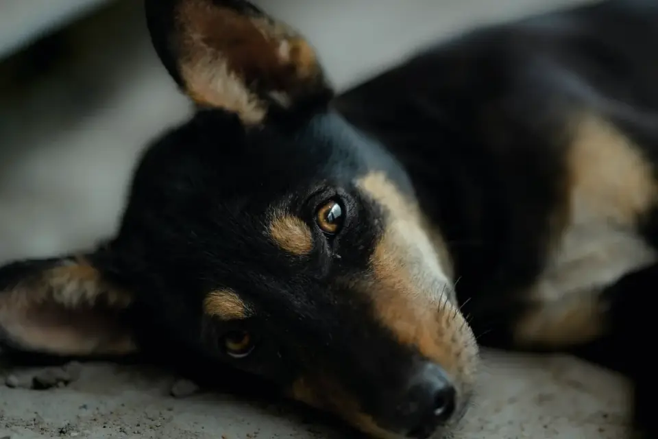 Dog with eyes closed