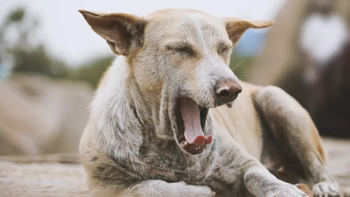 Dog with eyes closed