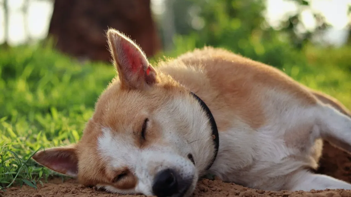 Dog with eyes closed