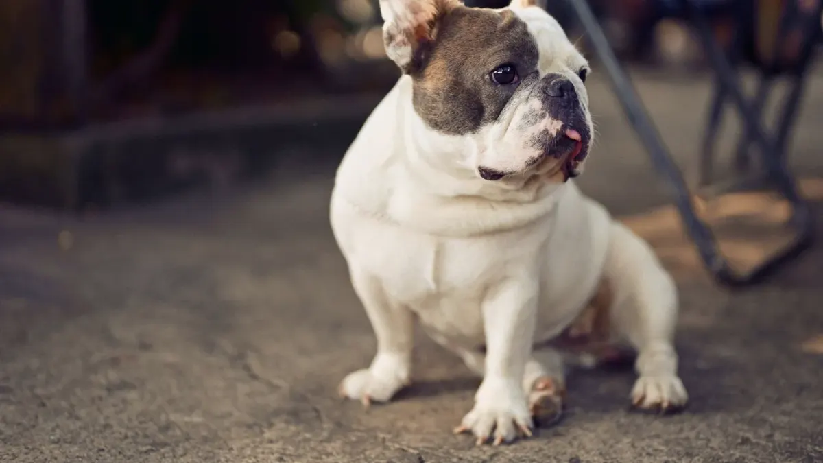 French bulldog portrait