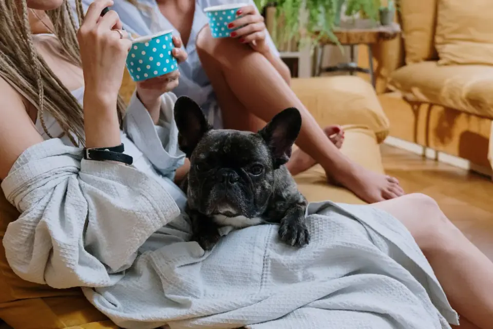 French bulldog portrait