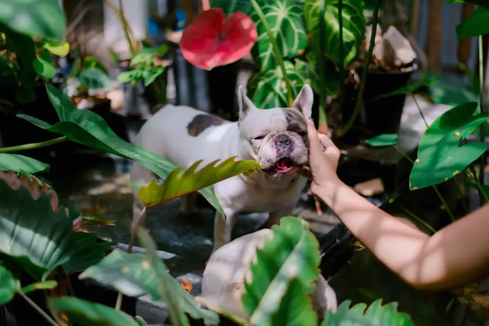 French bulldog portrait