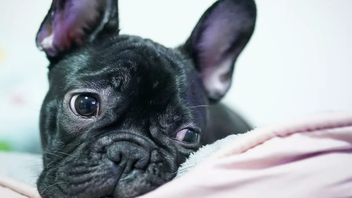 French bulldog portrait
